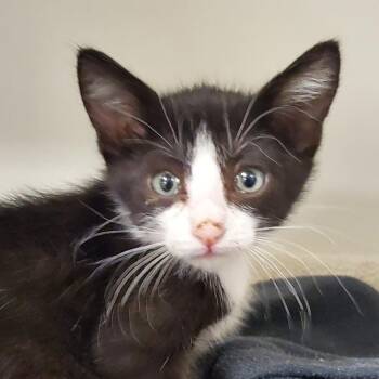 Shelton -  Domestic Short Hair Cat for Adoption in Phoenix, Arizona - Shelton | PetCurious