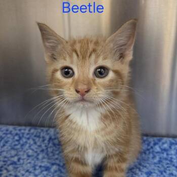Beetle -  Domestic Short Hair Cat for Adoption in Windsor, Virginia - Beetle | PetCurious