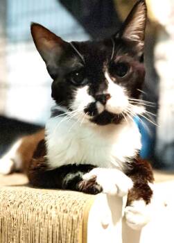 Kendrick Clawmar -  Tuxedo and Domestic Short Hair Cat for Adoption in Chandler, Arizona - Kendrick Clawmar | PetCurious