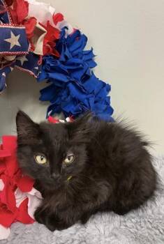 Abyss -  Domestic Long Hair and Domestic Short Hair Cat for Adoption in Picayune, Mississippi - Abyss | PetCurious