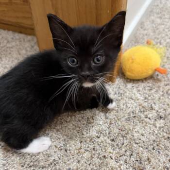 Guava -  Domestic Short Hair Cat for Adoption in Washington, District Of Columbia - Guava | PetCurious