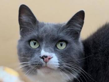 Chicharon -  Domestic Medium Hair Cat for Adoption in Portland, Oregon - Chicharon | PetCurious