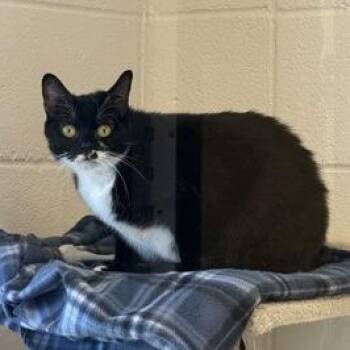 Domestic Short Hair Cats Available for Adoption in Springfield, Missouri - Luna Cat | PetCurious