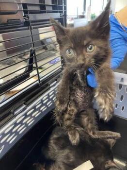 Bitsy -  Domestic Short Hair Cat for Adoption in West Chester, Pennsylvania - Bitsy | PetCurious