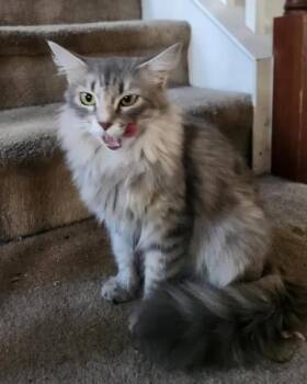 Lucy -  Tabby Cat for Adoption in Trophy Club, Texas - Lucy | PetCurious