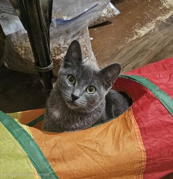 Russian Blue Cats Available for Adoption in Burbank, California - Grace | PetCurious