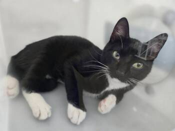 Domestic Short Hair Cats Available for Adoption in Dallas, Texas - IDAN | PetCurious