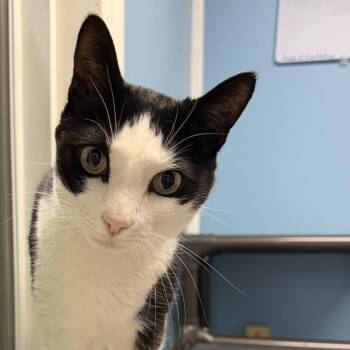 Gertrude -  Domestic Short Hair Cat for Adoption in Brownsboro, Alabama - Gertrude | PetCurious