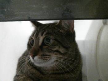 Domestic Short Hair Cats Available for Adoption in Houston, Texas - TIGER | PetCurious