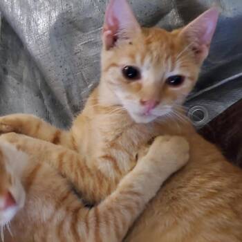 Orion -  Domestic Short Hair Cat for Adoption in Hattiesburg, Mississippi - Orion | PetCurious