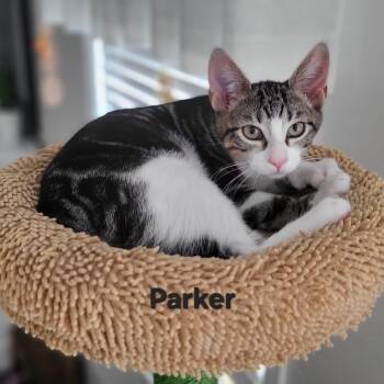 Parker -  Domestic Short Hair Cat Available for Adoption in Mantua Township, New Jersey - Parker | PetCurious
