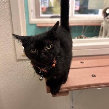 Milky Way -  Domestic Long Hair Cat for Adoption in Fresno, California - Milky Way | PetCurious