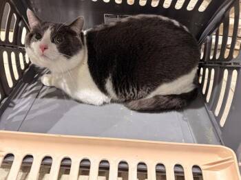 Domestic Short Hair Cats Available for Adoption in Rowlett, Texas - PAPAS | PetCurious