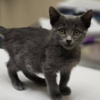 Linda -  Domestic Short Hair Cat for Adoption in Wickenburg, Arizona - Linda | PetCurious