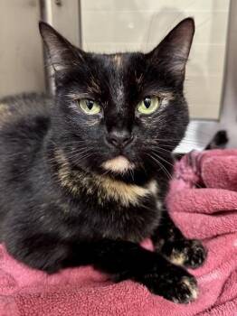 Suzie -  Domestic Short Hair Cat for Adoption in Wichita, Kansas - Suzie | PetCurious