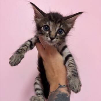 Sam Winchester -  Domestic Short Hair Cat for Adoption in Webster, Texas - Sam Winchester | PetCurious