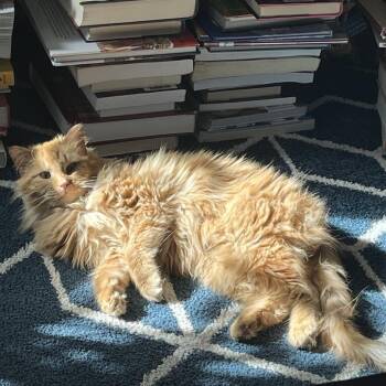 Domestic Long Hair Cats Available for Adoption - Chik-Fil-A | PetCurious