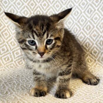 Rescue Domestic Short Hair Cats for Adoption in Mt. Juliet, Tennessee - Suzuki | PetCurious