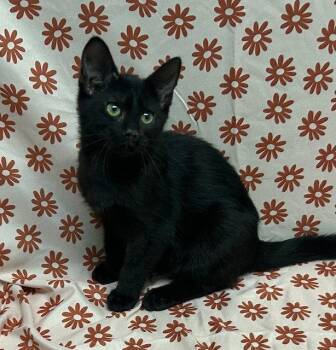 260761  Monty -  Domestic Short Hair Cat for Adoption in Wetumpka, Alabama - 260761  Monty | PetCurious