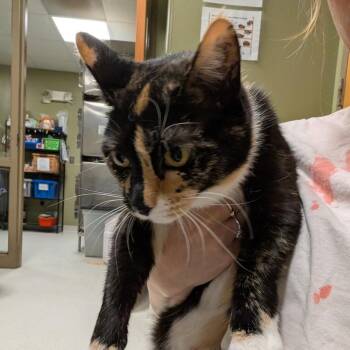 Domestic Short Hair Cats Available for Adoption in Baltimore, Maryland - Ethelreda Easter Malte | PetCurious