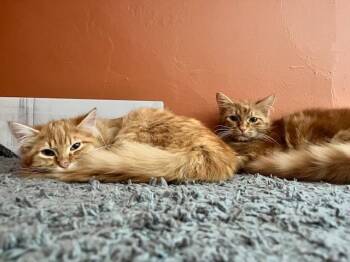 Domestic Long Hair Cats Available for Adoption - Dobbs And Noodle | PetCurious