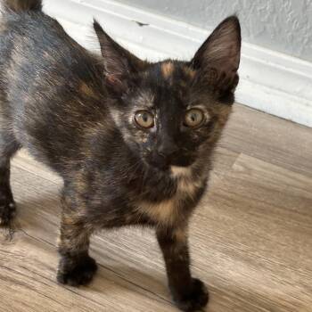 Coco -  Domestic Short Hair Cat for Adoption in Tulsa, Oklahoma - Coco | PetCurious