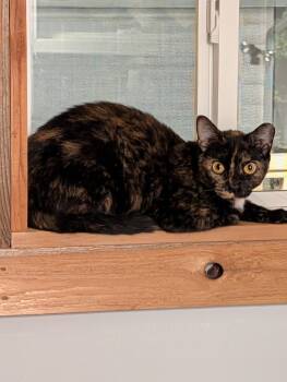 Emmy -  Domestic Short Hair Cat for Adoption in Toledo, Ohio - Emmy | PetCurious