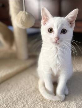 Rescue Domestic Short Hair Cats for Adoption in Trophy Club, Texas - Tilly Belle | PetCurious
