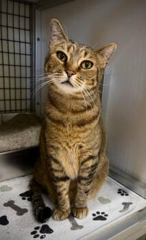 HoneyBear -  Domestic Short Hair Cat for Adoption in Greensburg, Indiana - HoneyBear | PetCurious
