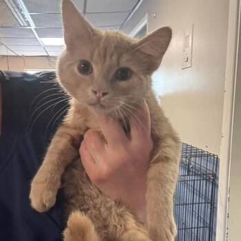 Sir Tamarack -  Domestic Short Hair Cat Available for Adoption in Inwood, West Virginia - Sir Tamarack | PetCurious