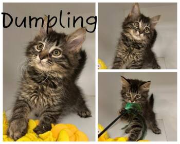 Dumpling -  Domestic Medium Hair Cat for Adoption in Pierceton, Indiana - Dumpling | PetCurious