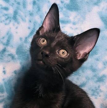 Domestic Short Hair Cats Available for Adoption - Bayou | PetCurious