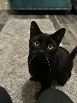 Domestic Short Hair Cats Available for Adoption - ROMIE | PetCurious