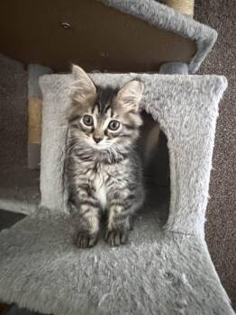 Eowyn -  Domestic Long Hair Cat for Adoption in Cleveland, Ohio - Eowyn | PetCurious