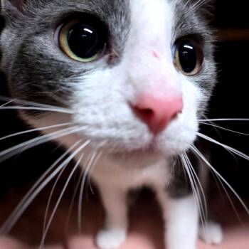 Domestic Short Hair Cats Available for Adoption in Madisonville, Kentucky - Rebel | PetCurious