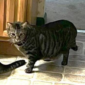 Tom -  Domestic Short Hair Cat for Adoption in Washington, District Of Columbia - Tom | PetCurious
