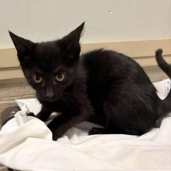 Lunch -  Domestic Short Hair Cat for Adoption in Davenport, Iowa - Lunch | PetCurious