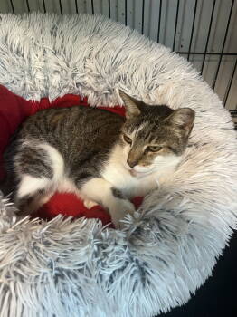 Rescue Domestic Short Hair Cats for Adoption in Broomall, Pennsylvania - Cody | PetCurious