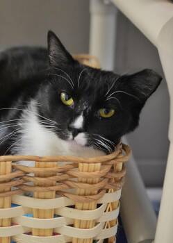 Domestic Short Hair Cats Available for Adoption in Aiken, South Carolina - Splint 61791 | PetCurious