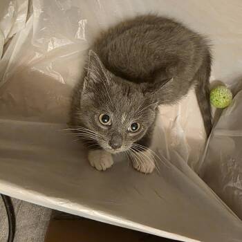 Turbo -  Domestic Short Hair Cat for Adoption in Hudsonville, Michigan - Turbo | PetCurious