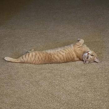 Kiki -  Domestic Short Hair Cat for Adoption in Edwardsville, Illinois - Kiki | PetCurious