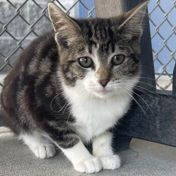 Crow -  Domestic Short Hair Cat for Adoption in New Philadelphia, Ohio - Crow | PetCurious
