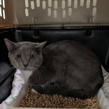 Domestic Short Hair Cats Available for Adoption - Foehammer | PetCurious