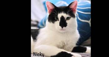 Nicky -  Domestic Short Hair Cat for Adoption in Groveland, Massachusetts - Nicky | PetCurious