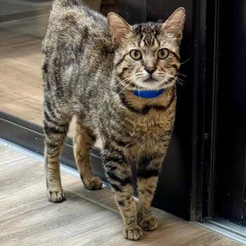 Benny -  Domestic Short Hair Cat for Adoption in Lakeland, Florida - Benny | PetCurious