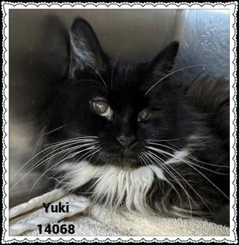 Rescue Domestic Medium Hair and Tuxedo Cats for Adoption in Marietta, Georgia - YUKI | PetCurious