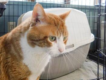 Domestic Short Hair Cats Available for Adoption in Hutchinson, Minnesota - Canelo | PetCurious