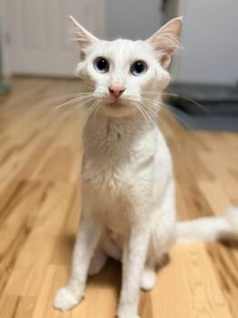 Mrs. Mary Cooper -  Domestic Short Hair Cat for Adoption in Zimmerman, Minnesota - Mrs. Mary Cooper | PetCurious