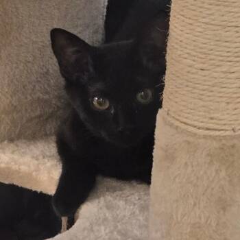 Domestic Short Hair Cats Available for Adoption in Pittsburgh, Pennsylvania - Beeble And Herold | PetCurious