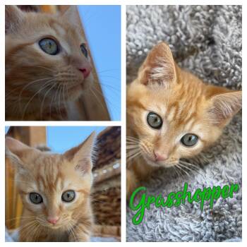 Grasshopper -  Domestic Short Hair Cat for Adoption in Hollister, California - Grasshopper | PetCurious